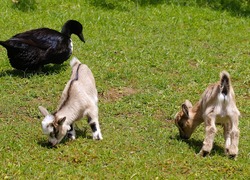 Normal_kinderboerderij